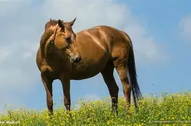 aoa体育活动-马竞中后卫担保蒙扎里比诺效力