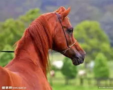 马竞中后卫担保蒙扎里比诺效力